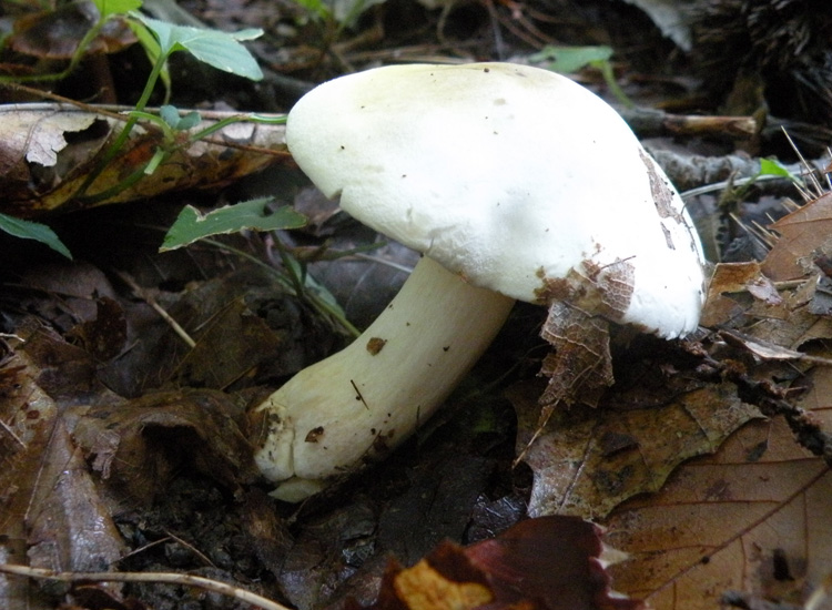 Russula fellea?